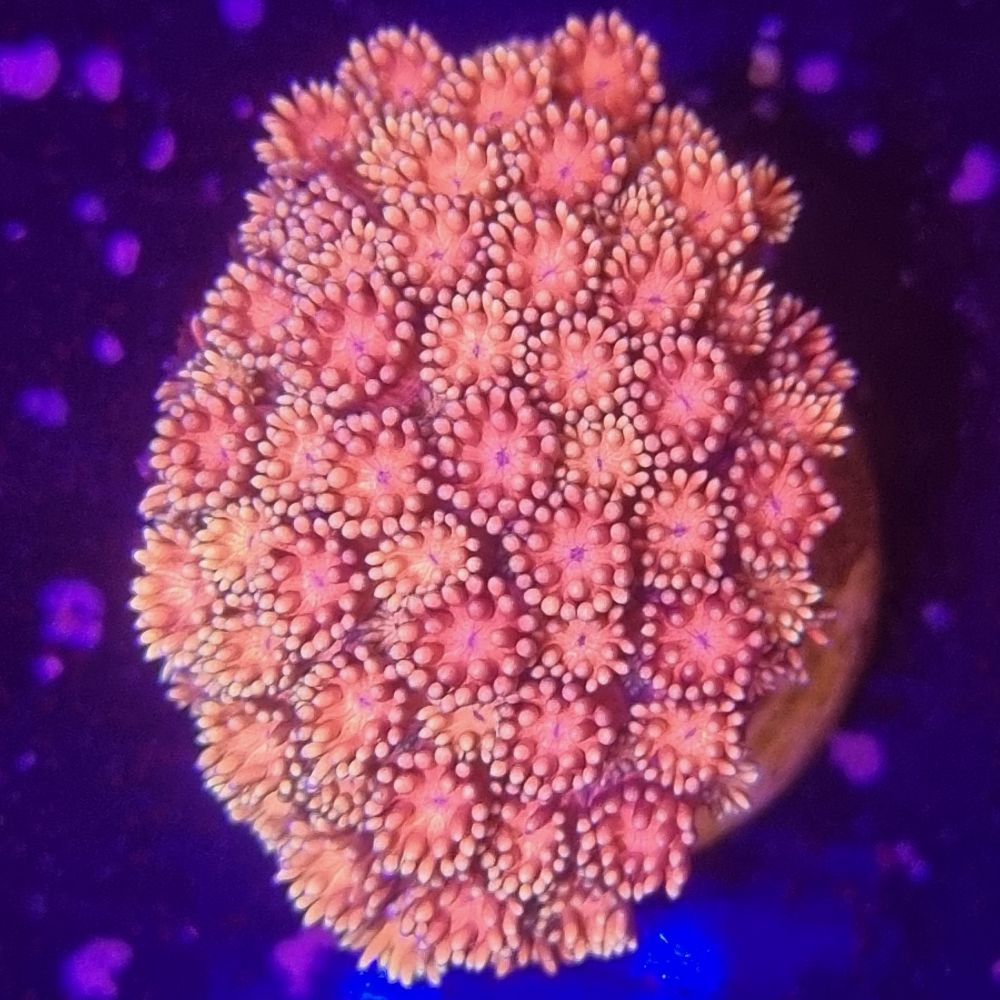 FMC Goniopora Pinky