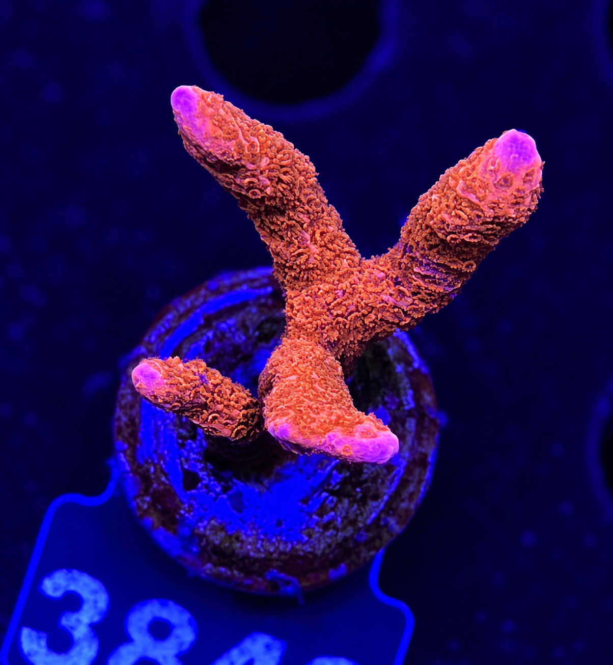 FMC Montipora digitata ultra red