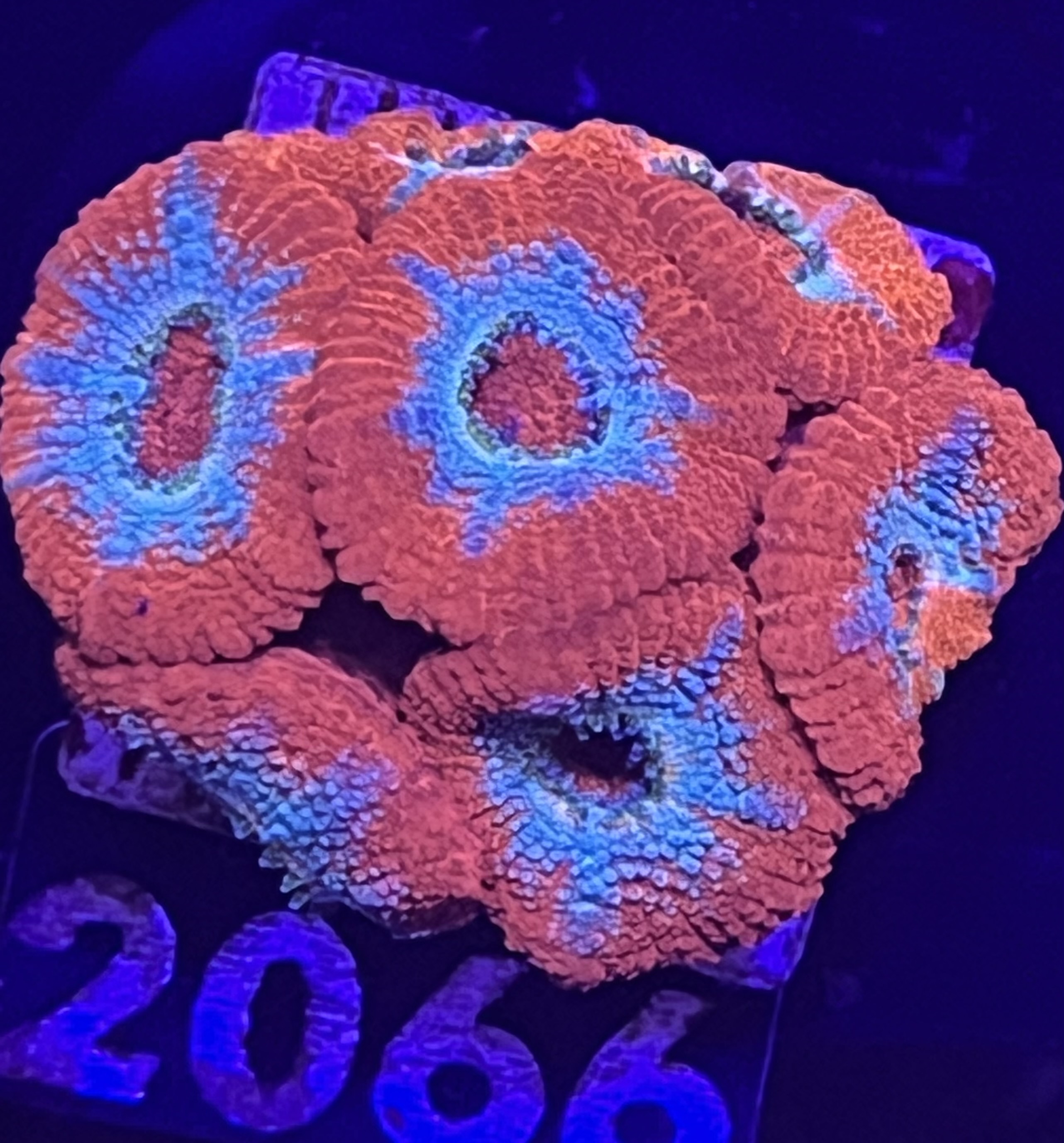 FMC Micromussa amakusensis