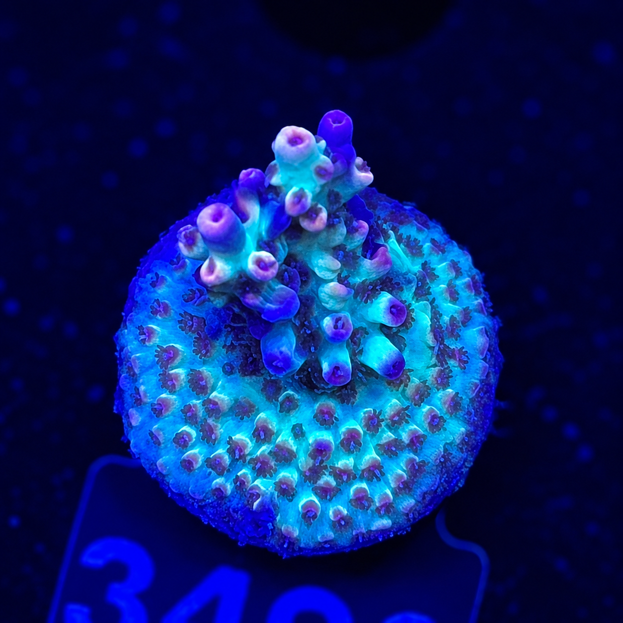 FMC Acropora microclados Strawberry Shortcake