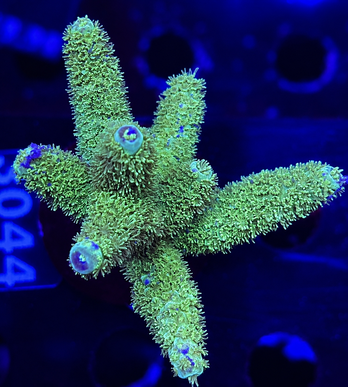 FMC Acropora papillare