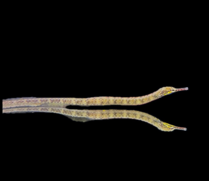 Corythoichthys intestinalis - Drachenkopf Seenadel 9-11 cm
