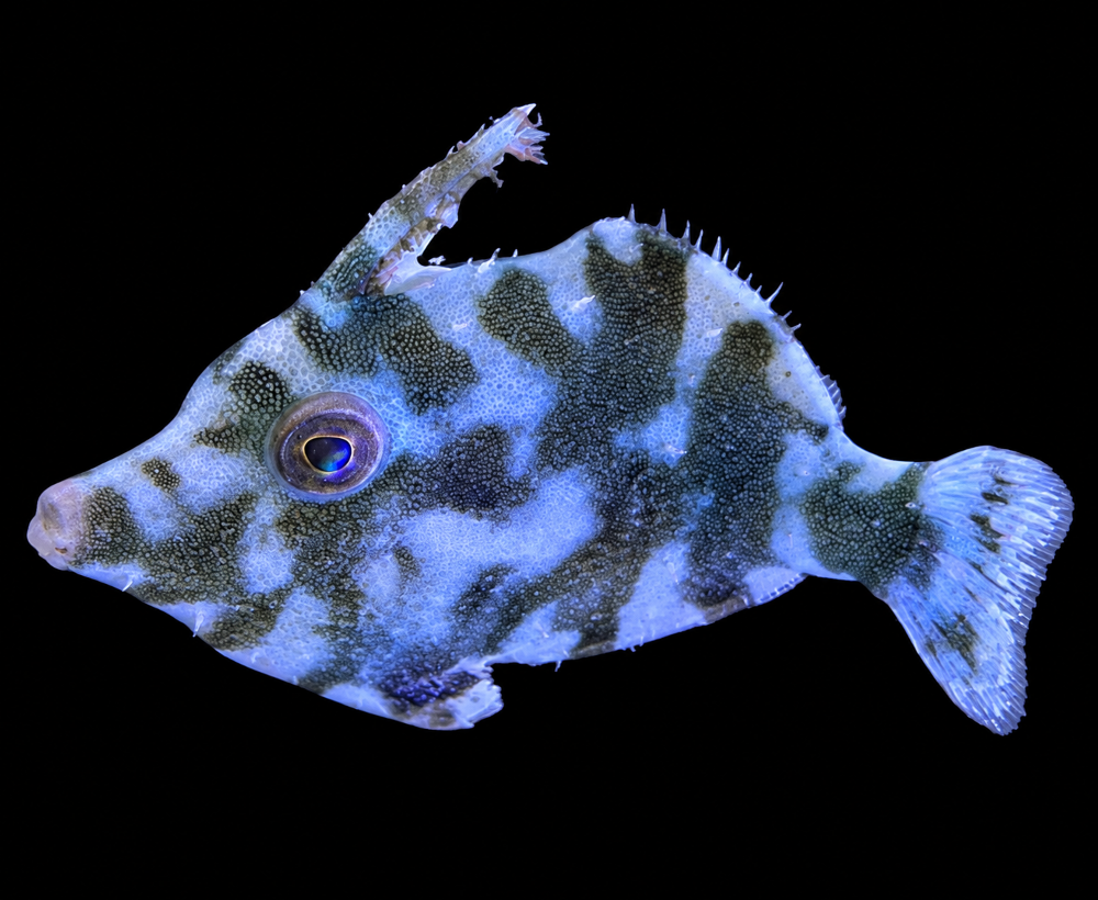Acreichthys tomentosus – Seegras- oder Tangfeilenfisch NZ