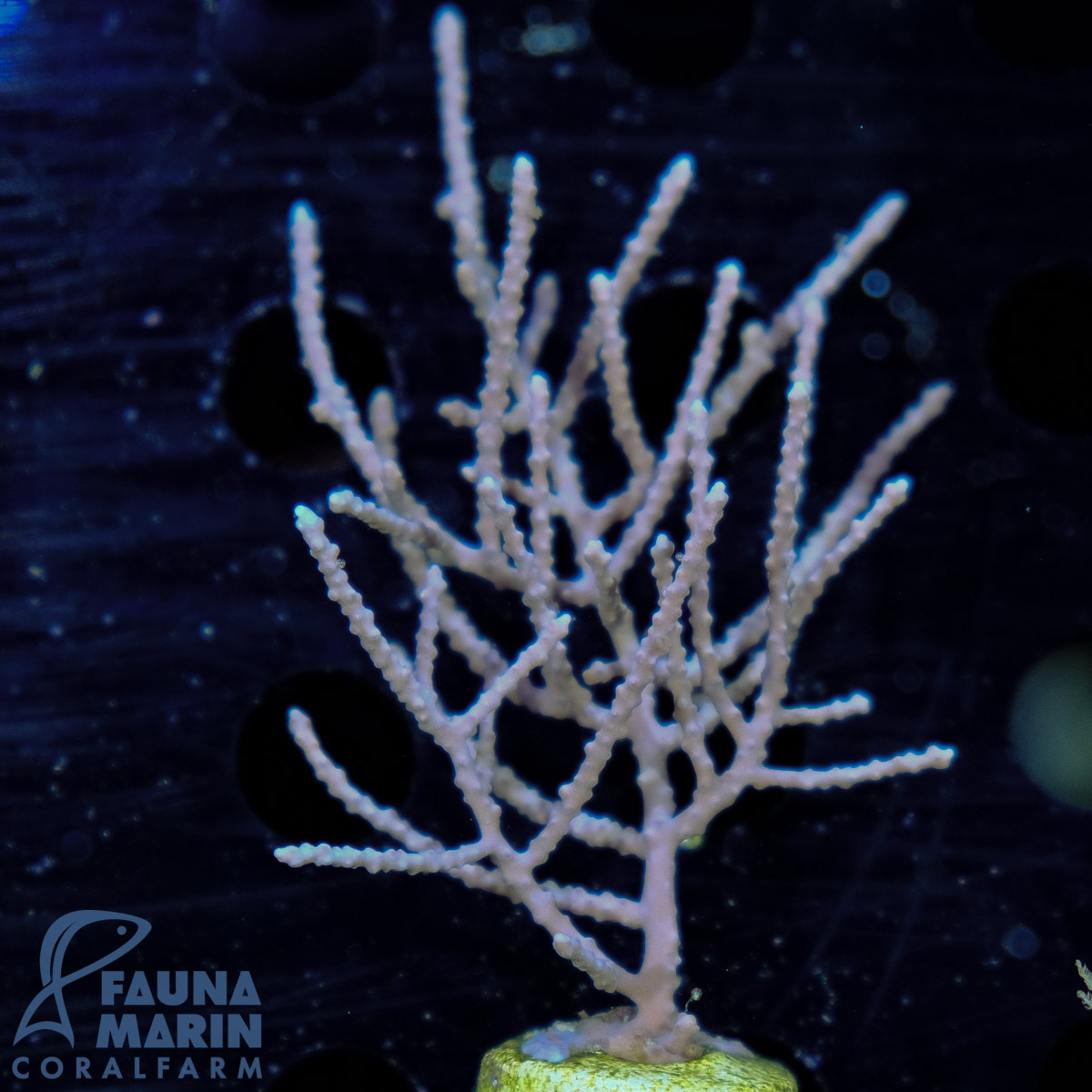 FMC Pinnigorgia sp. Hornkoralle