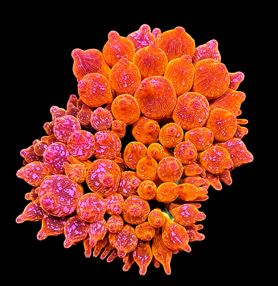 Entacmaea Quadricolor Ice Fire V