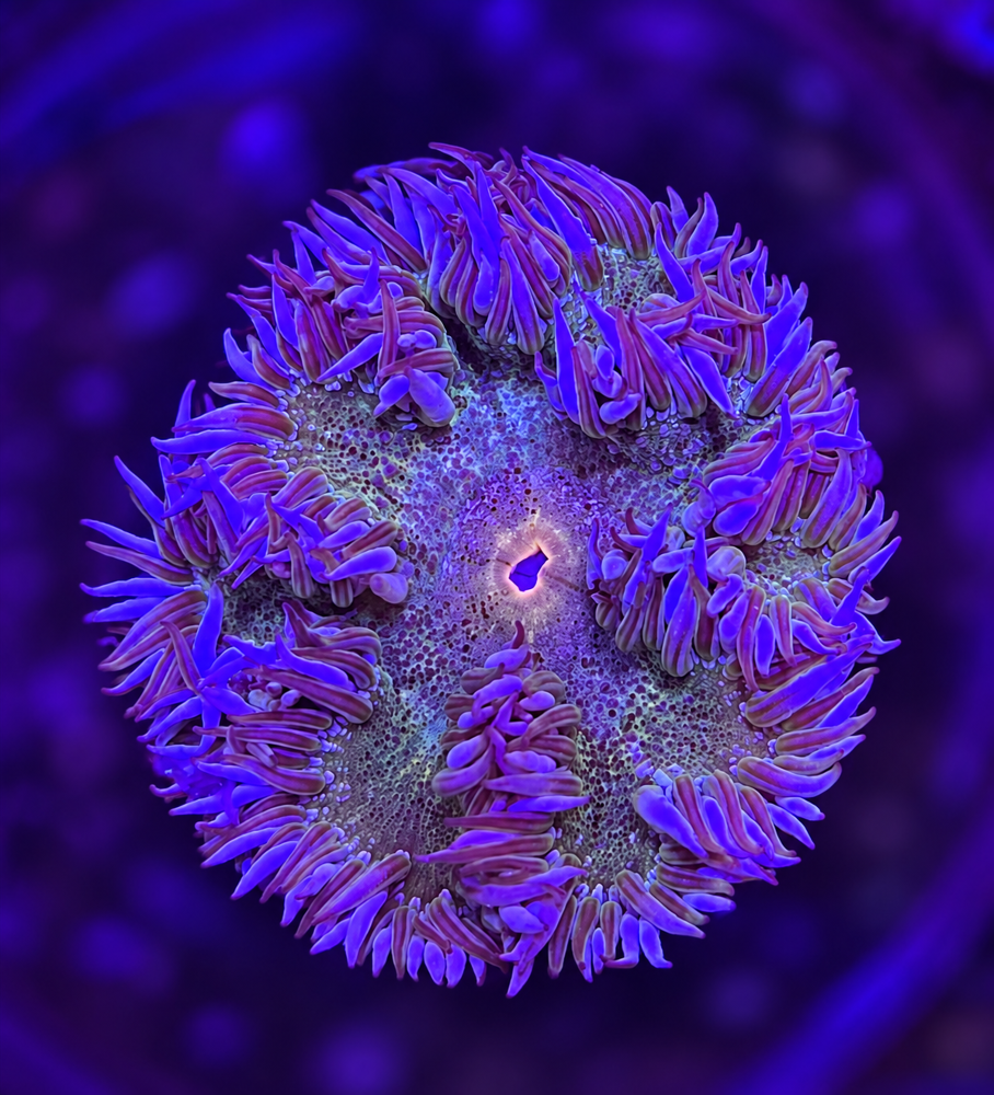 FMC Phymanthus Crucifer Rockanemone