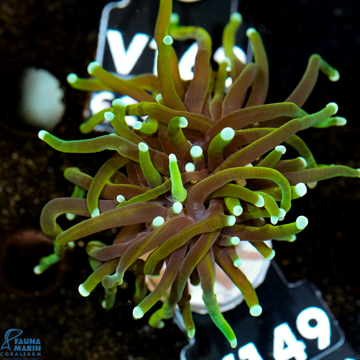 FMC Euphyllia glabrescens Golden Torch V