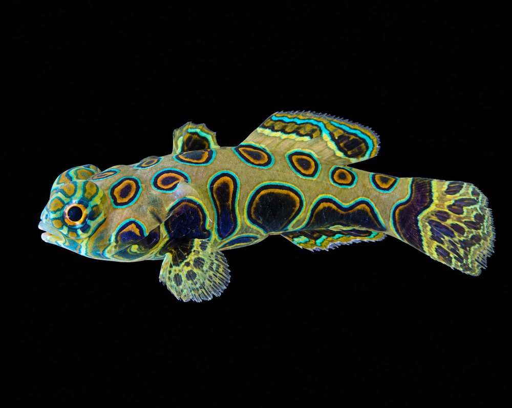 Synchiropus picturatus - LSD Mandarinfisch NZ
