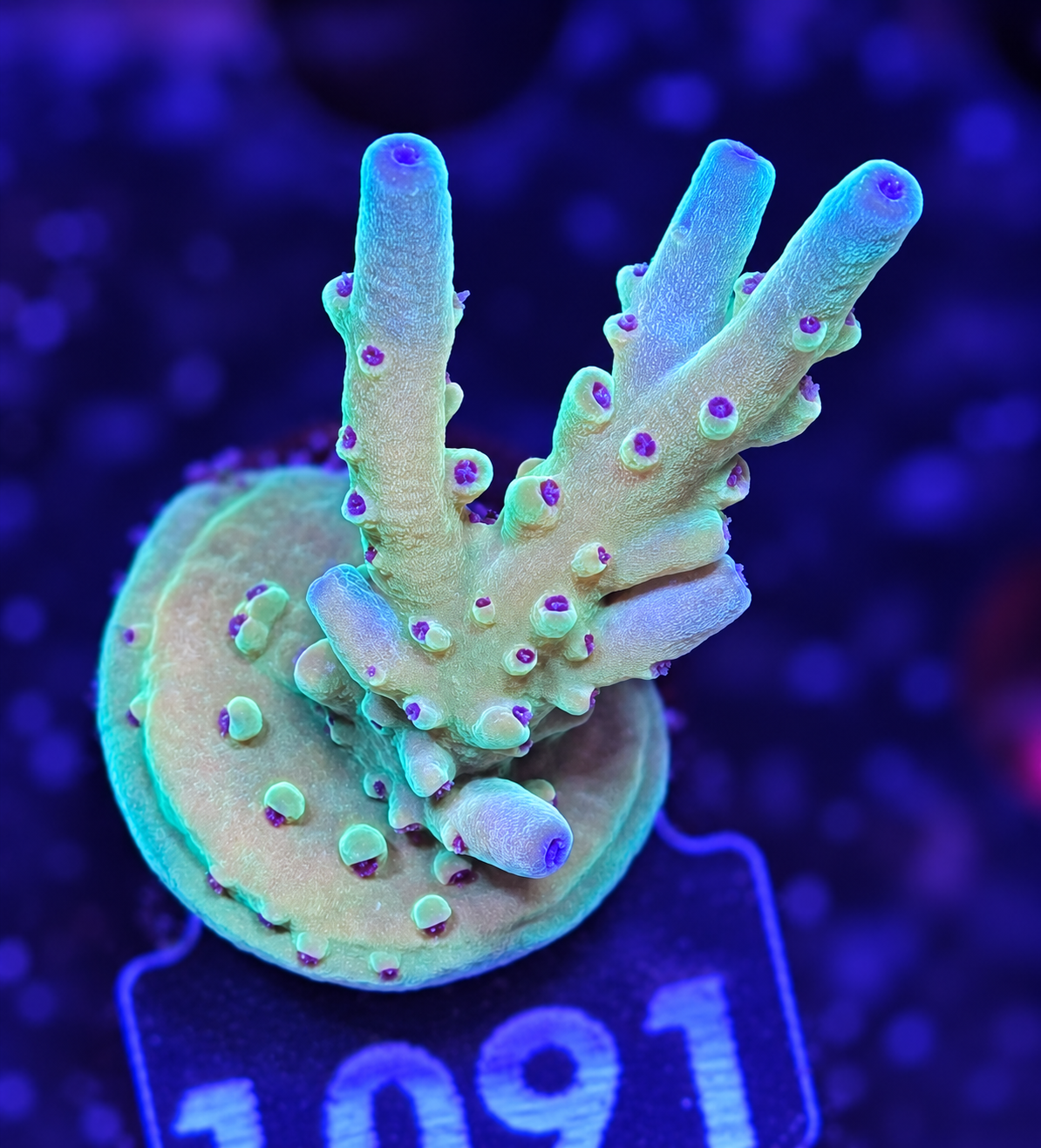 FMC Acropora caroliniana