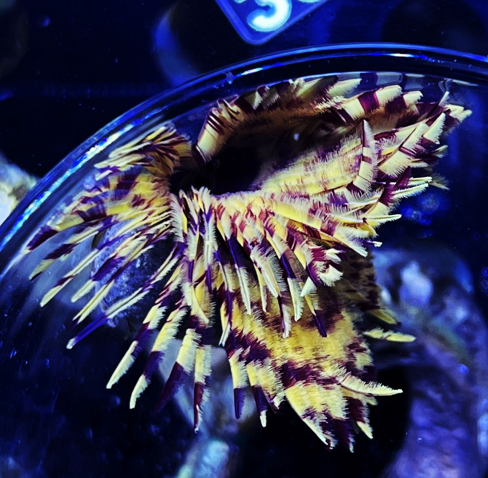 FMC Sabellastarte sp . V