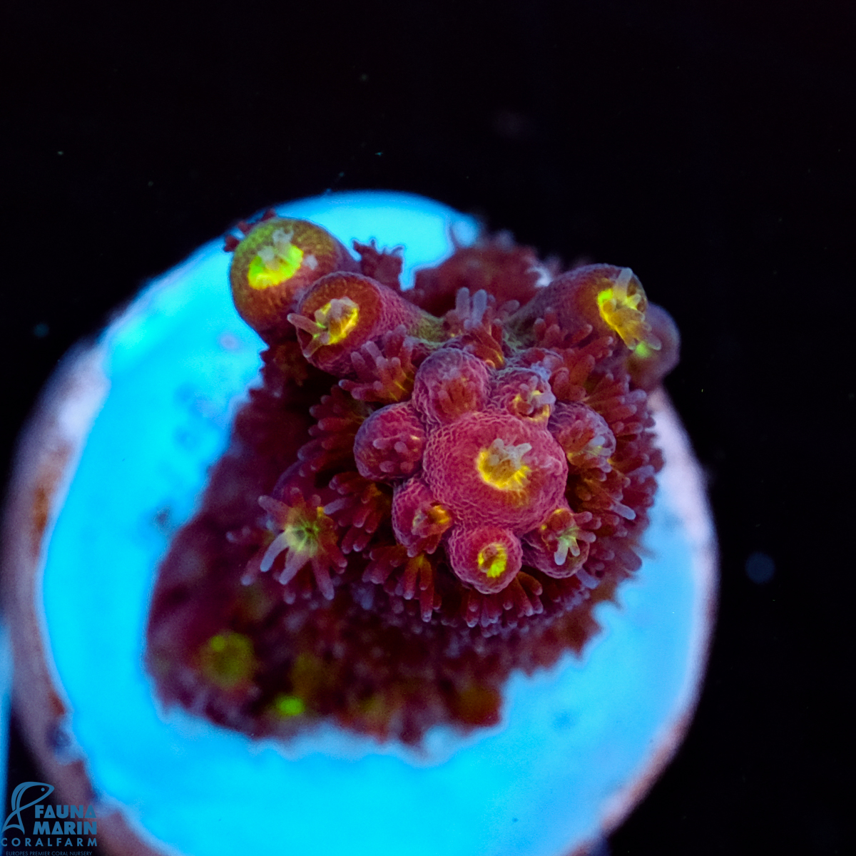 FMC Acropora Rainbow Mango V