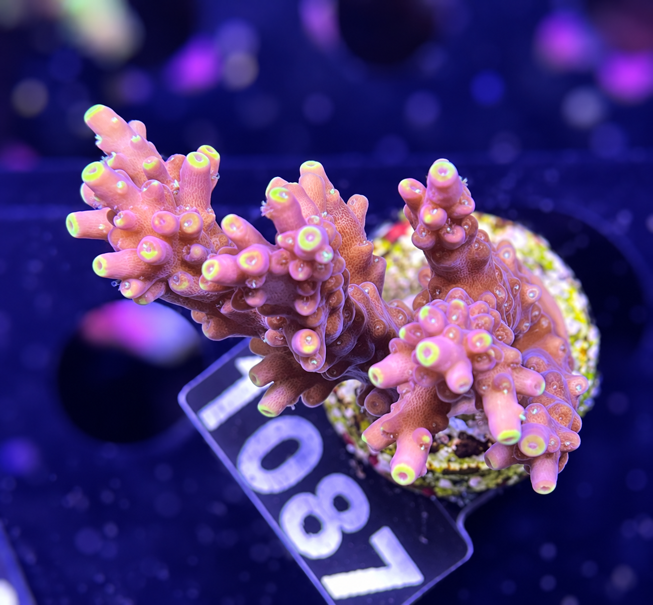 FMC Acropora sp. Bali Shortcake