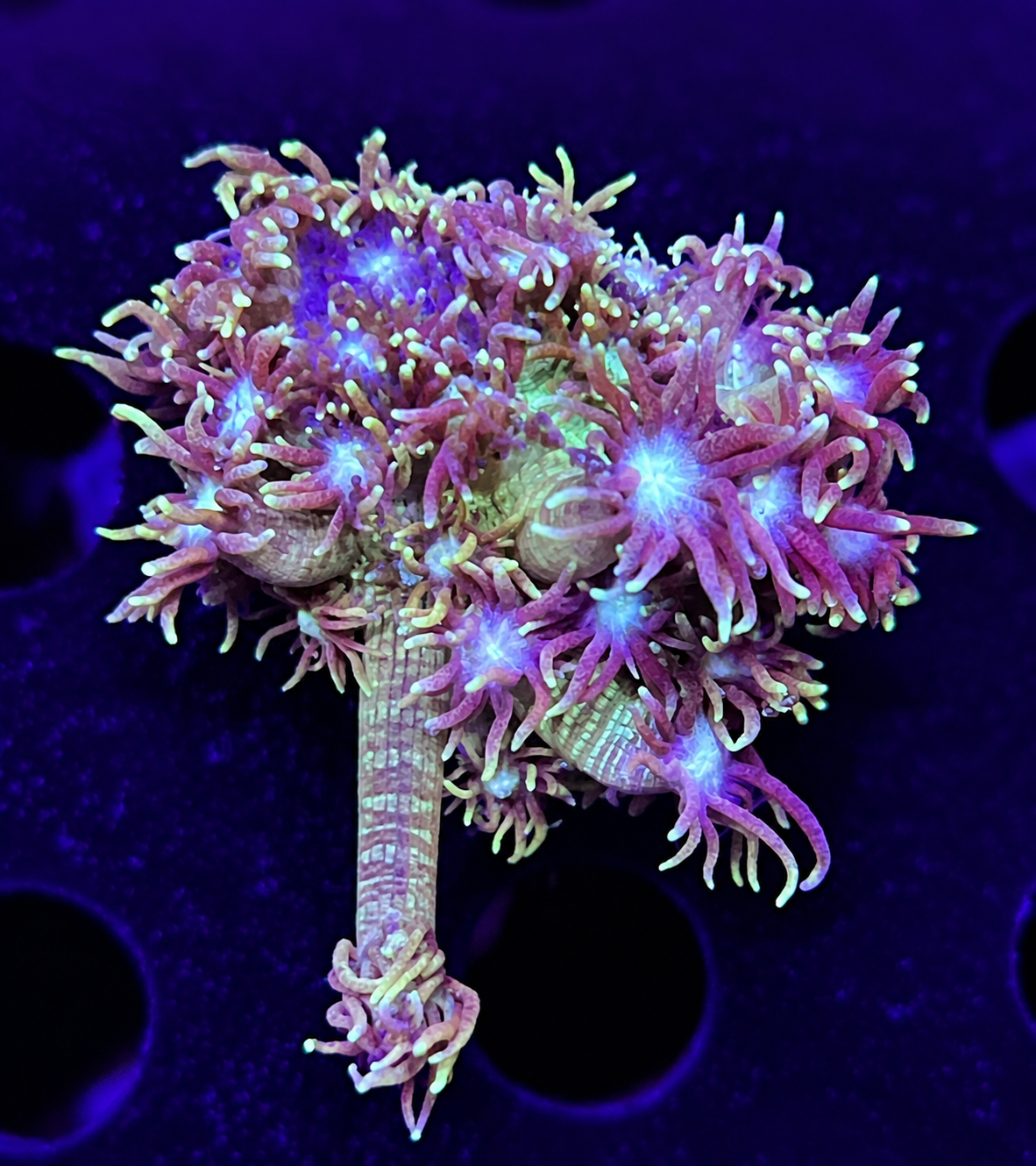 FMC Goniopora Light Shine