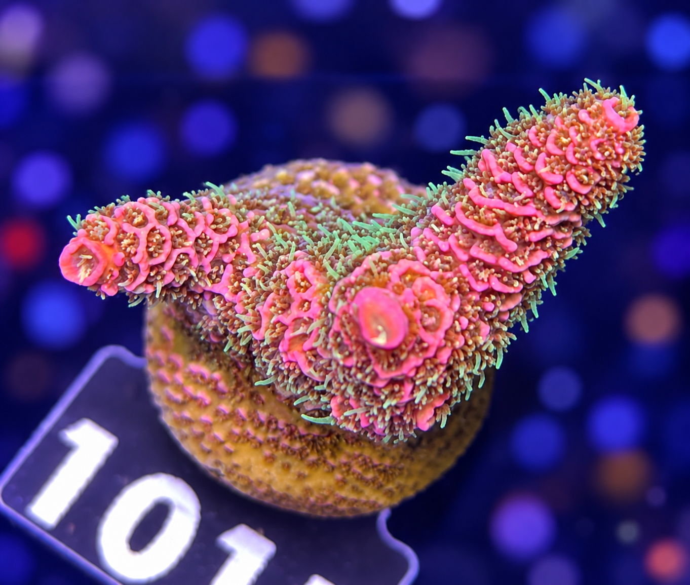 FMC Acropora millepora red green polyps
