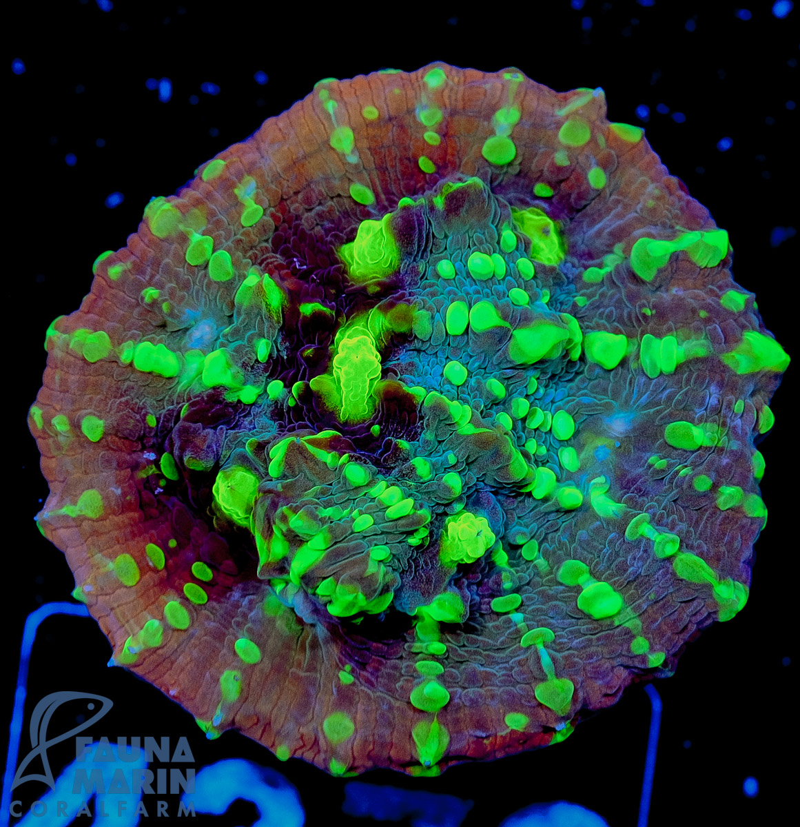 FMC Chalice green sprinkled eye V