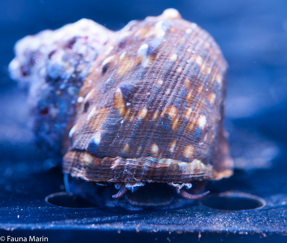 Turbo fluctuosus - Große mexikanische Algenschnecke