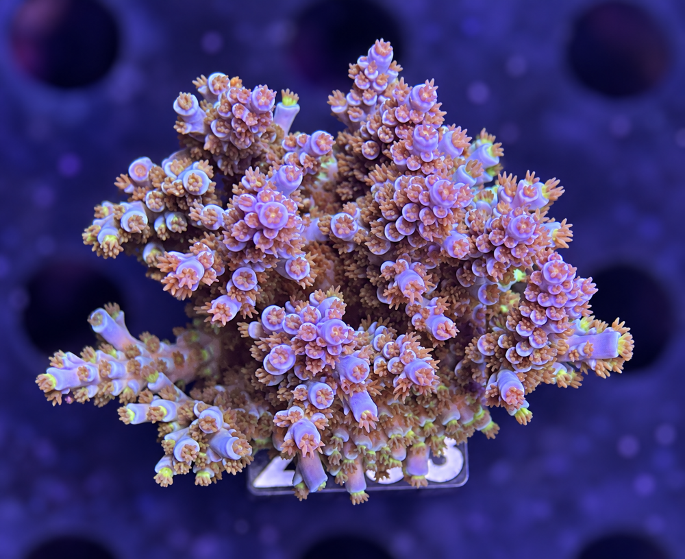 SciReef Acropora kenti Grade 2 MAXX Twin