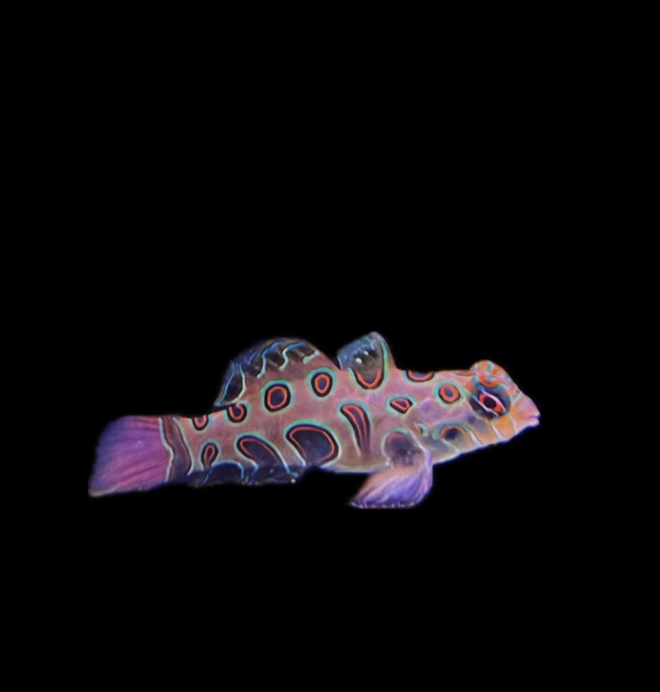 Synchiropus picturatus - LSD Leierfisch 4 - 6 cm !Weibchen!
