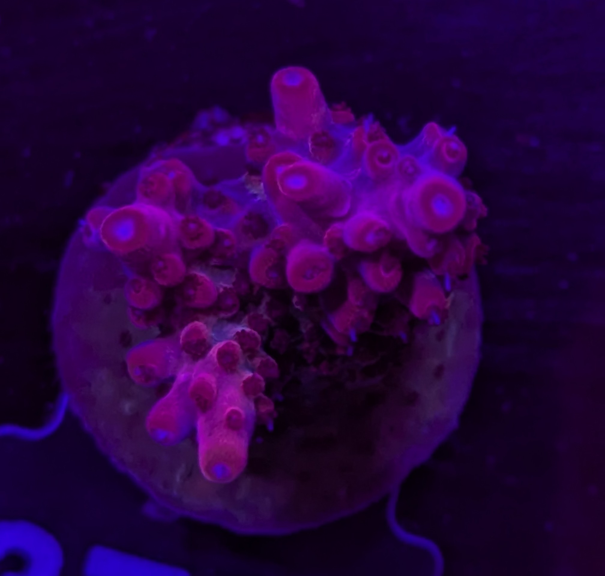 FMC Acropora divaricata dark red