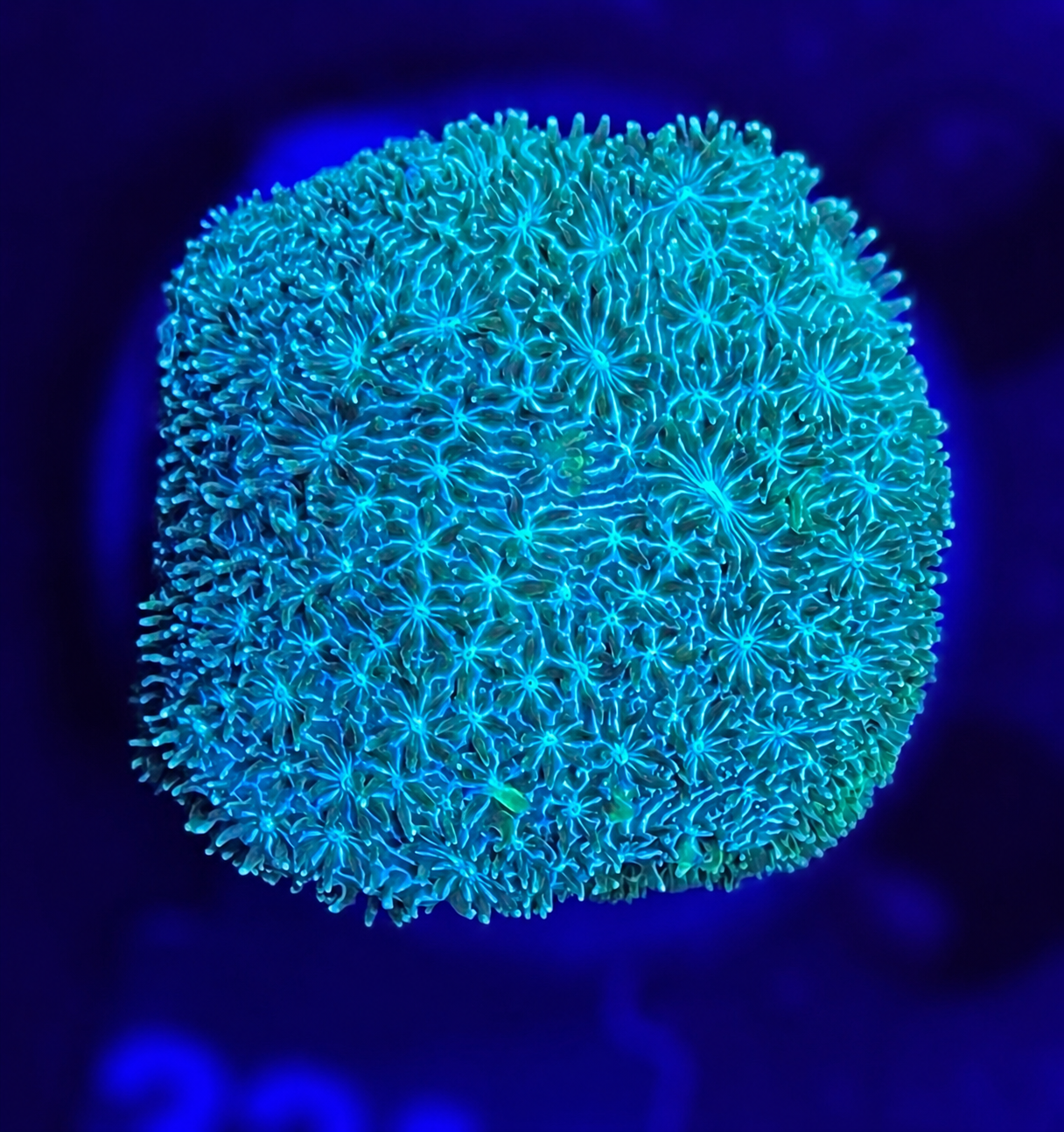 FMC Pavon maldivensis green + Coral Mount