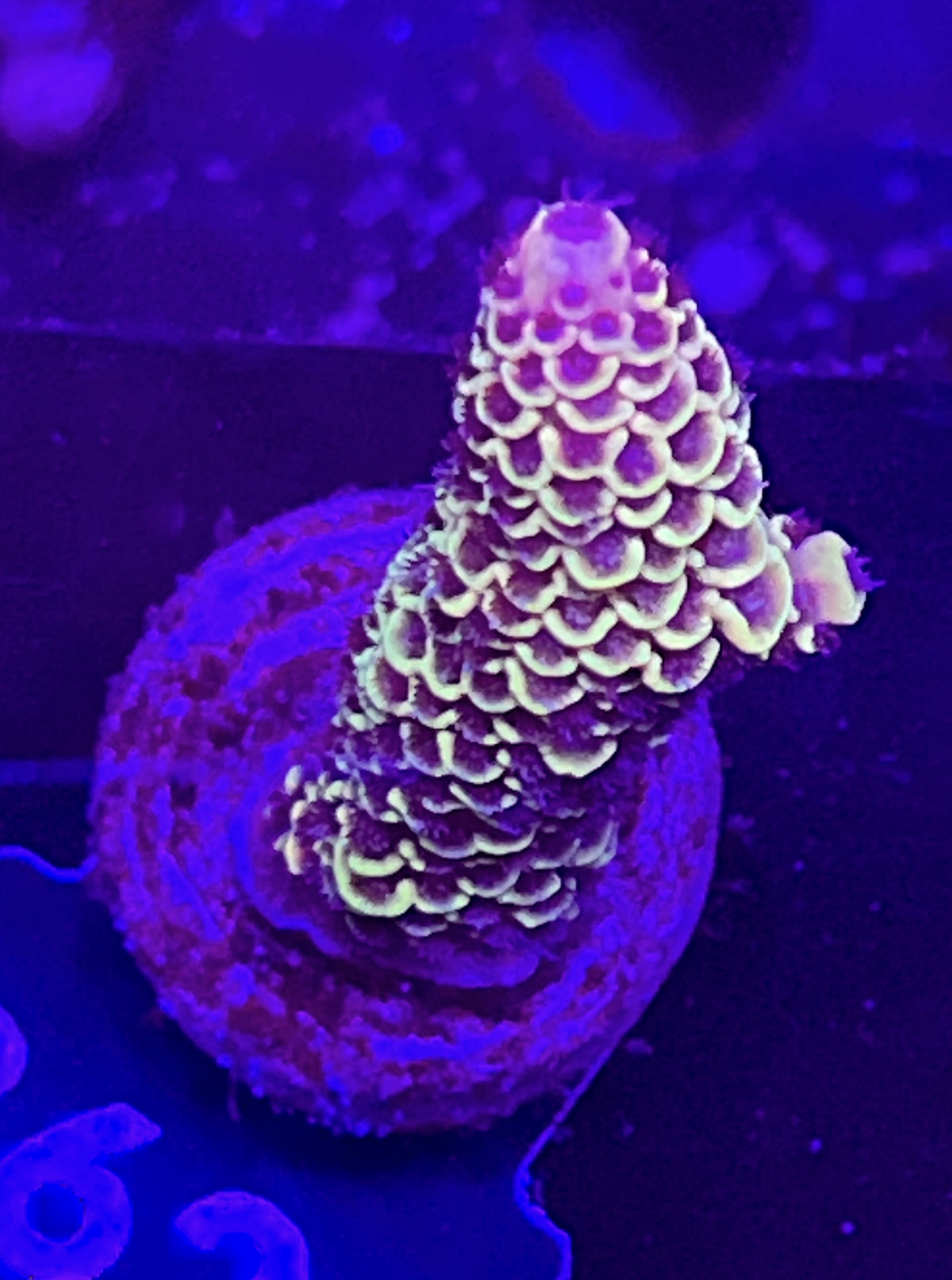 FMC Acropora spathulata