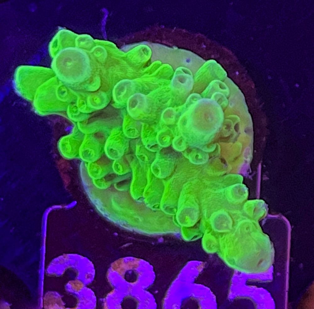 FMC Acropora austera Yellow