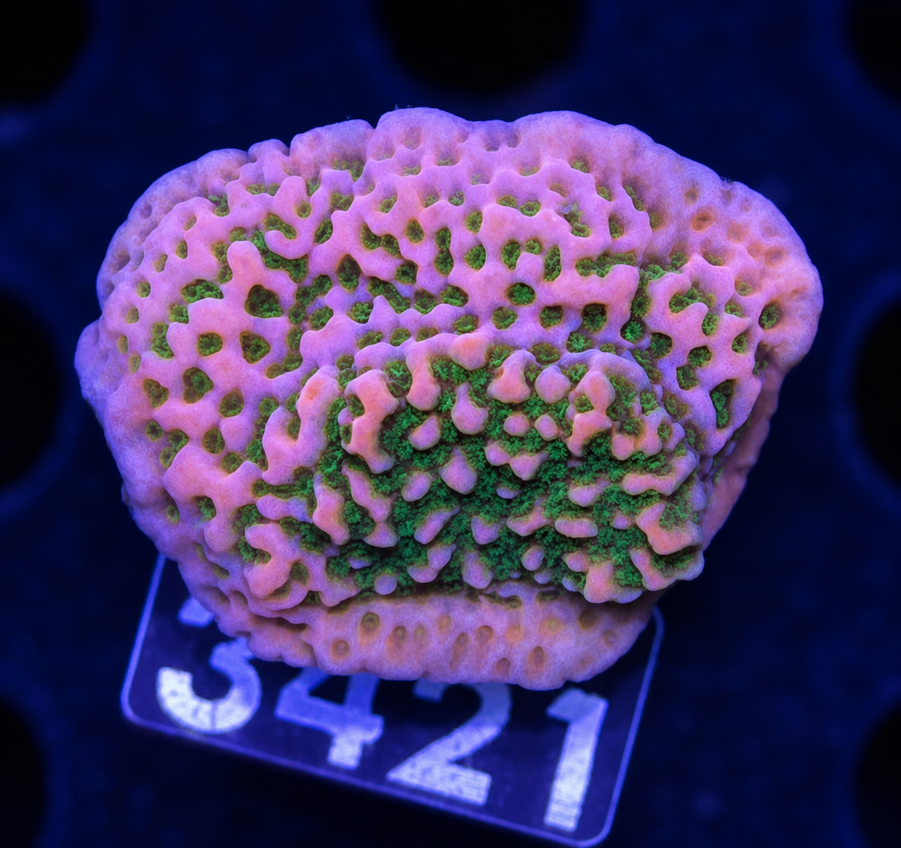 FMC Montipora Tropic Thunder