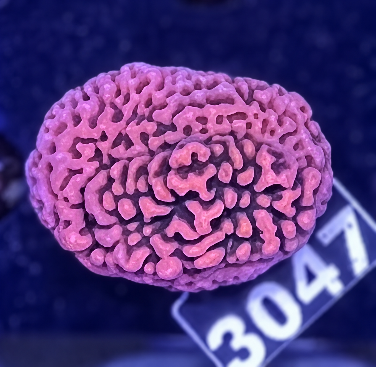 FMC Montipora Cherry Tree