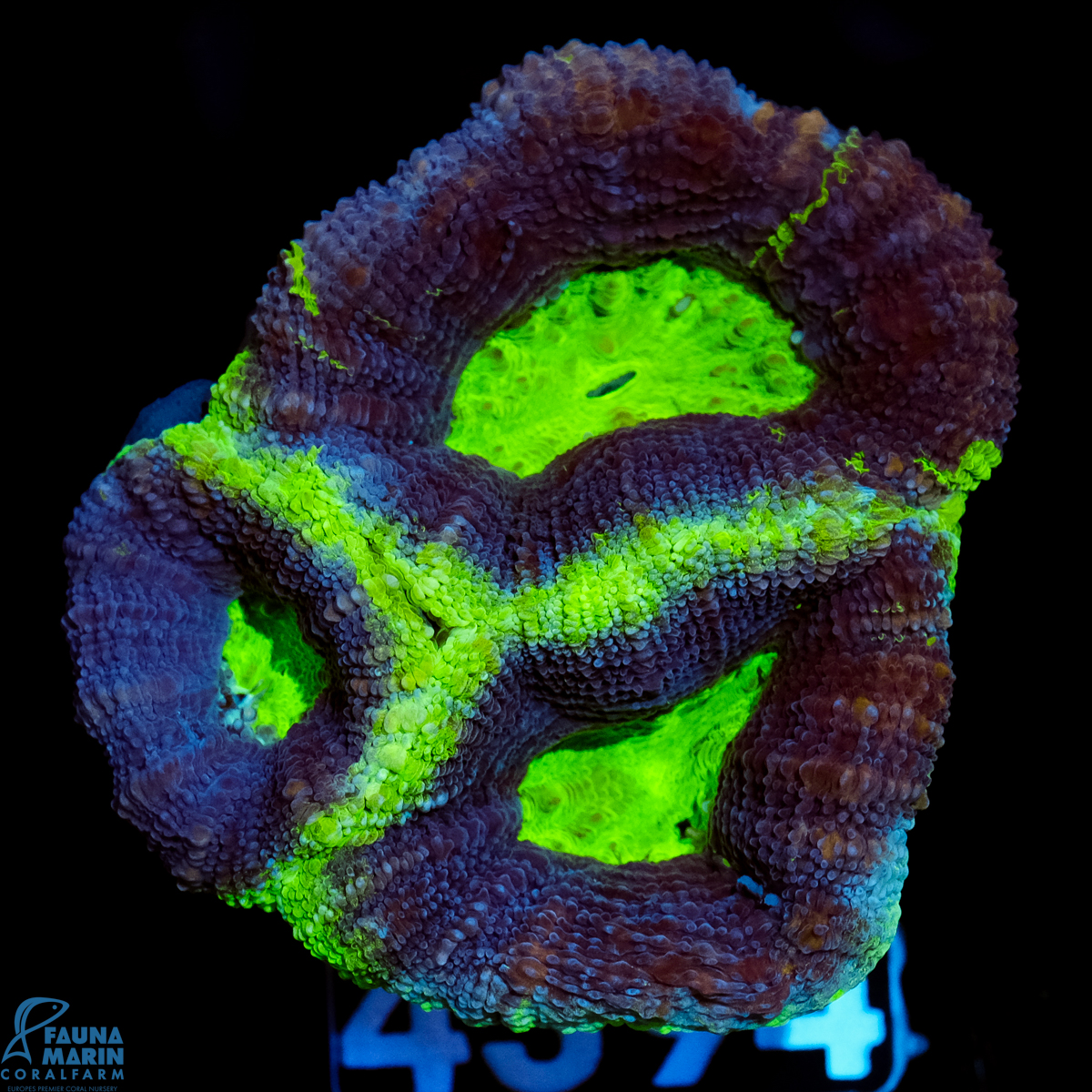 FMC Acanthastrea bowerbanki Toxic Green Center FMC Acanthastrea bowerbanki Toxic Green Center