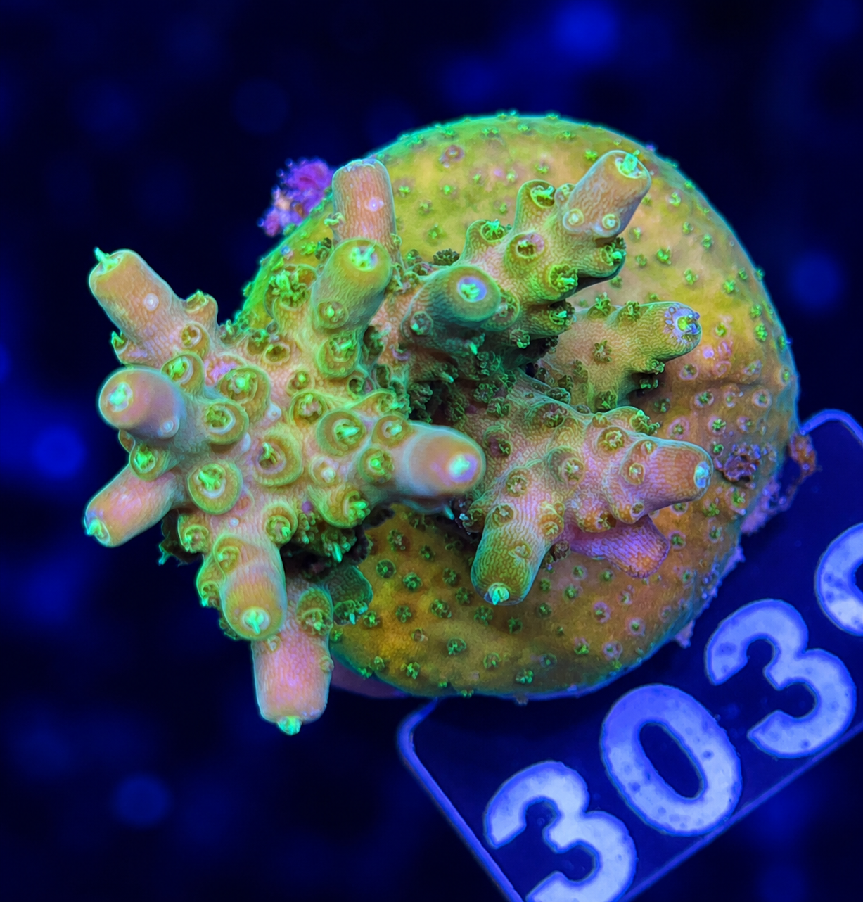 FMC Acropora rosaria Goldfinger