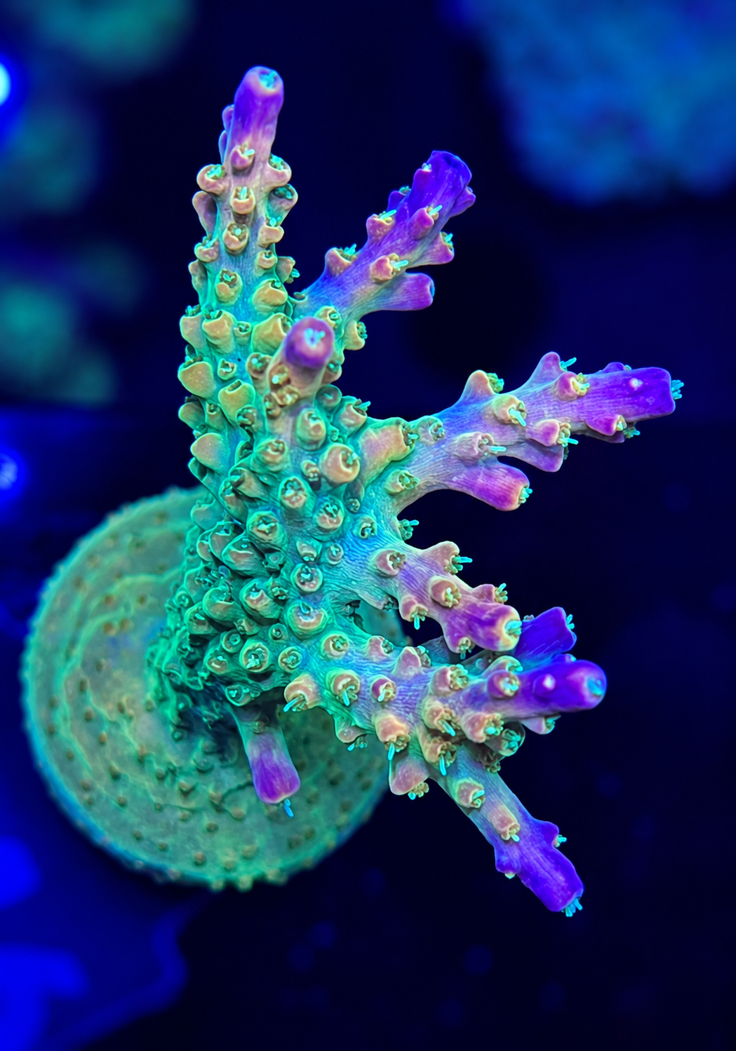 FMC Acropora divaricata Mango Garden