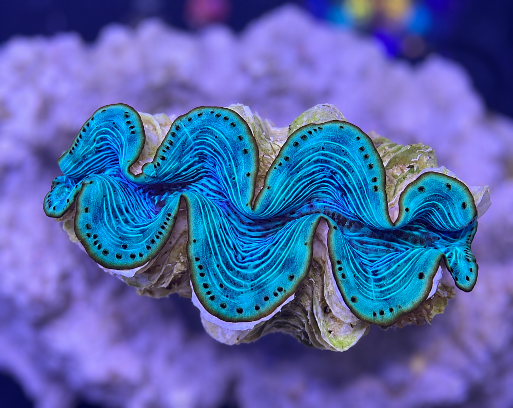 FMC Tridacna maxima