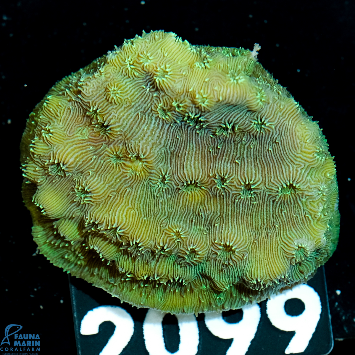 FMC Pavona maldivensis Green