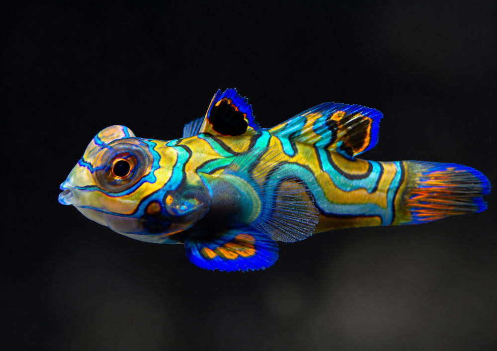Synchiropus splendidus - Mandarinfisch NZ
