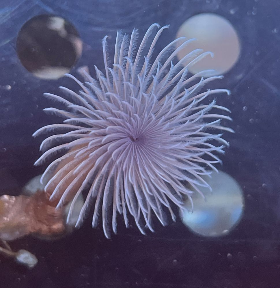 Sabellastarte spec. - Spiral Röhrenwurm S/M