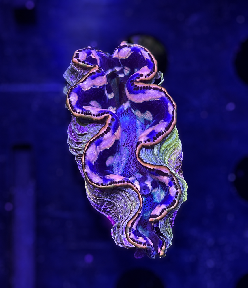 FMC Tridacna maxima