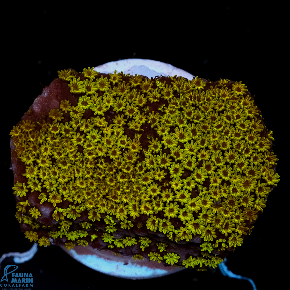 FMC Montipora Marvelous