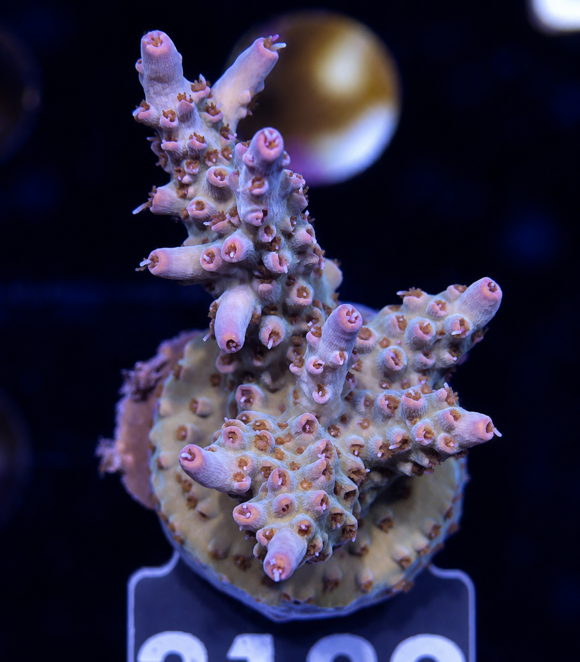 FMC Acropora sp