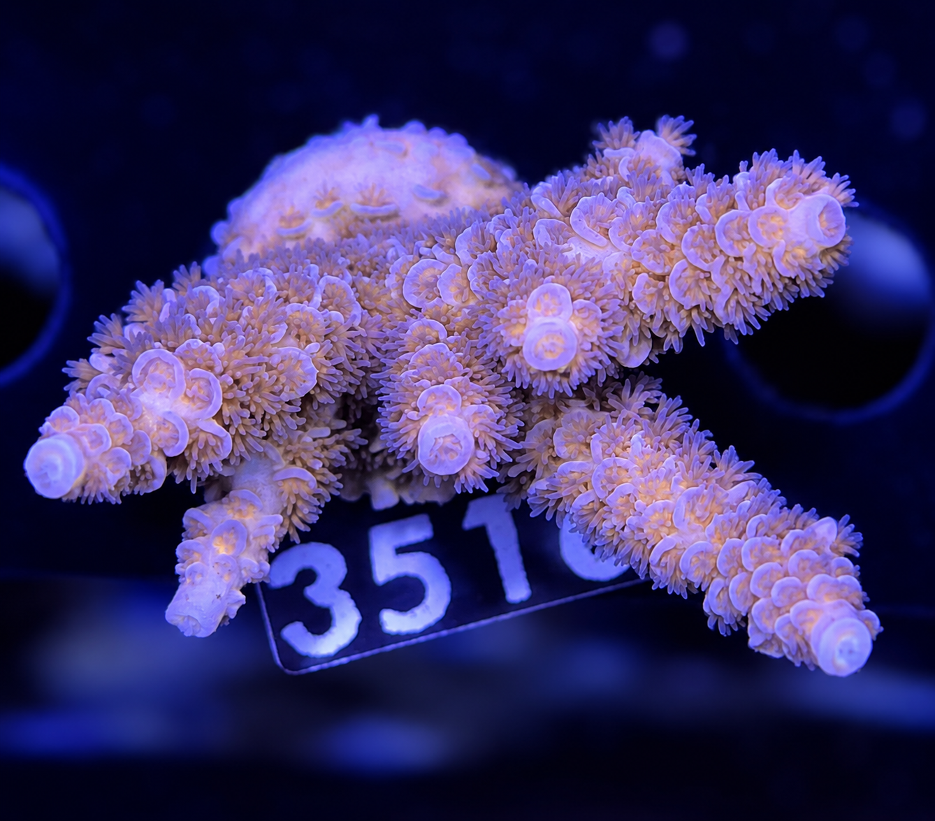 FMC Acropora tenuis