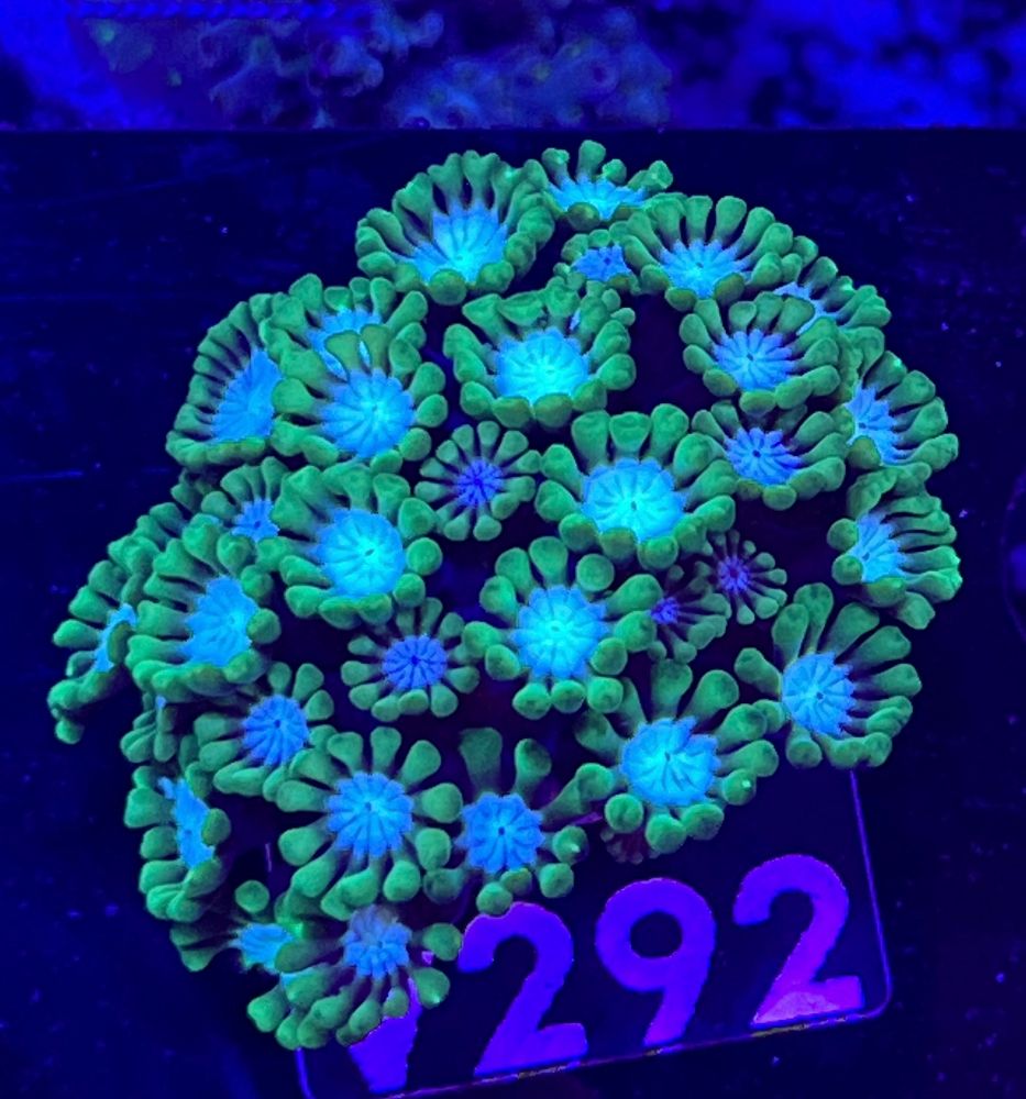 FMC Alveopora White Center V