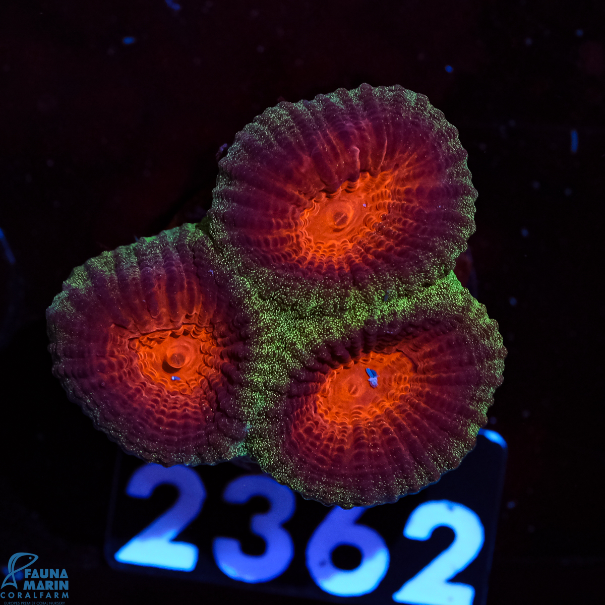 FMC Goniastrea Christmas
