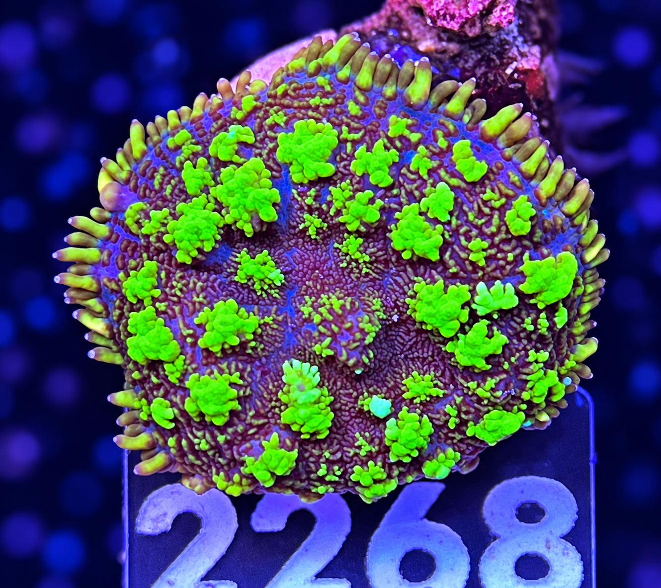 FMC Rhodactis