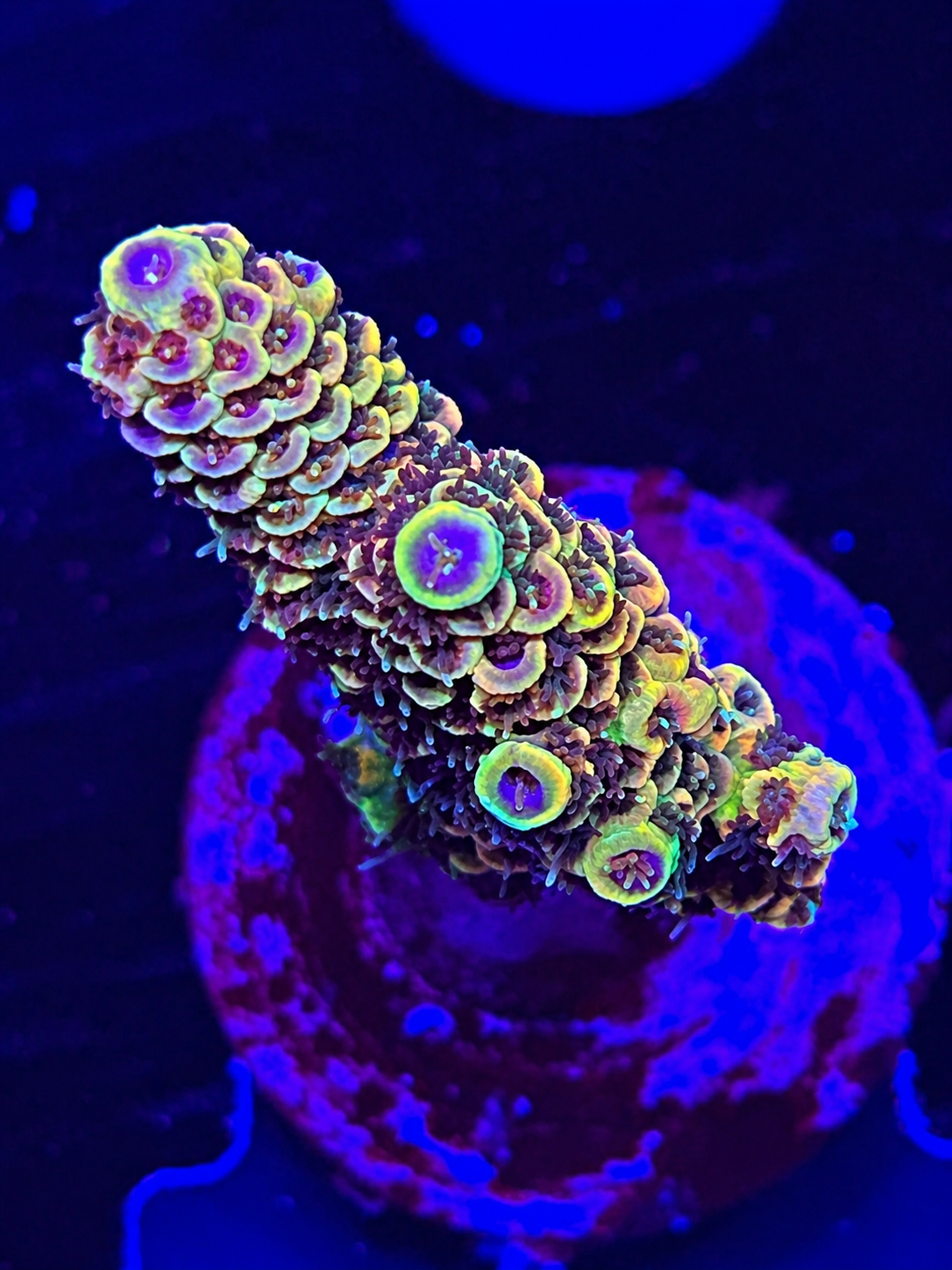 FMC Acropora millepora
