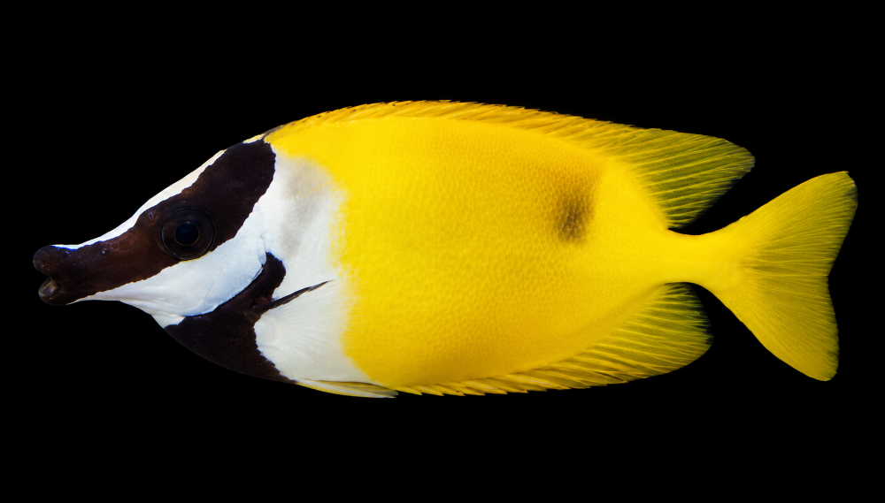 Siganus unimaculatus – Einfleck-Fuchsgesicht