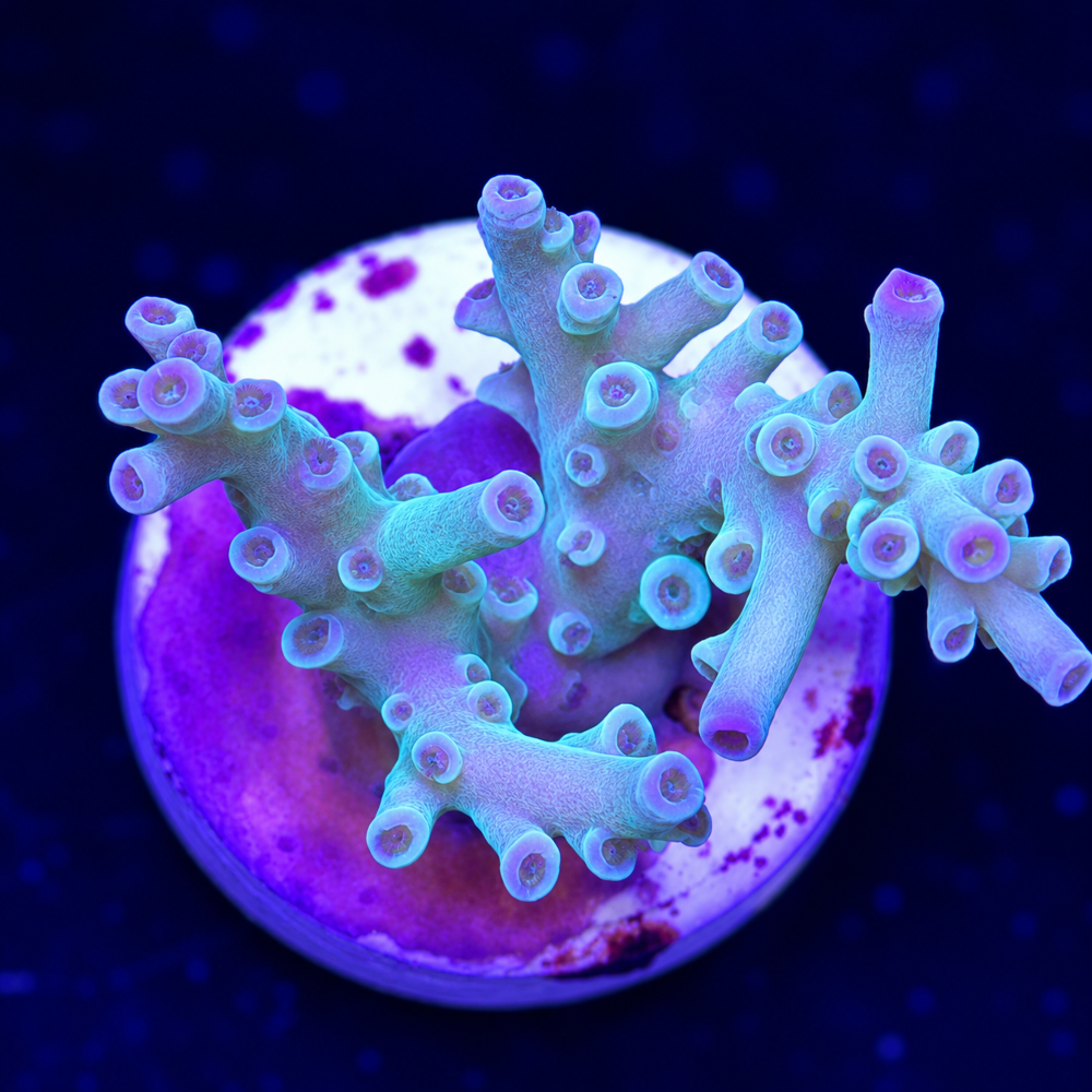 SciReef Acropora tenuis TWIN "Pistacchio" V