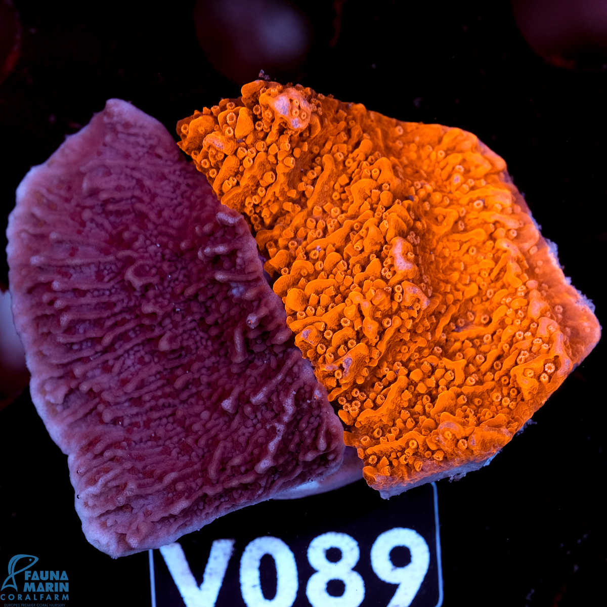 FMC  Montipora Double V