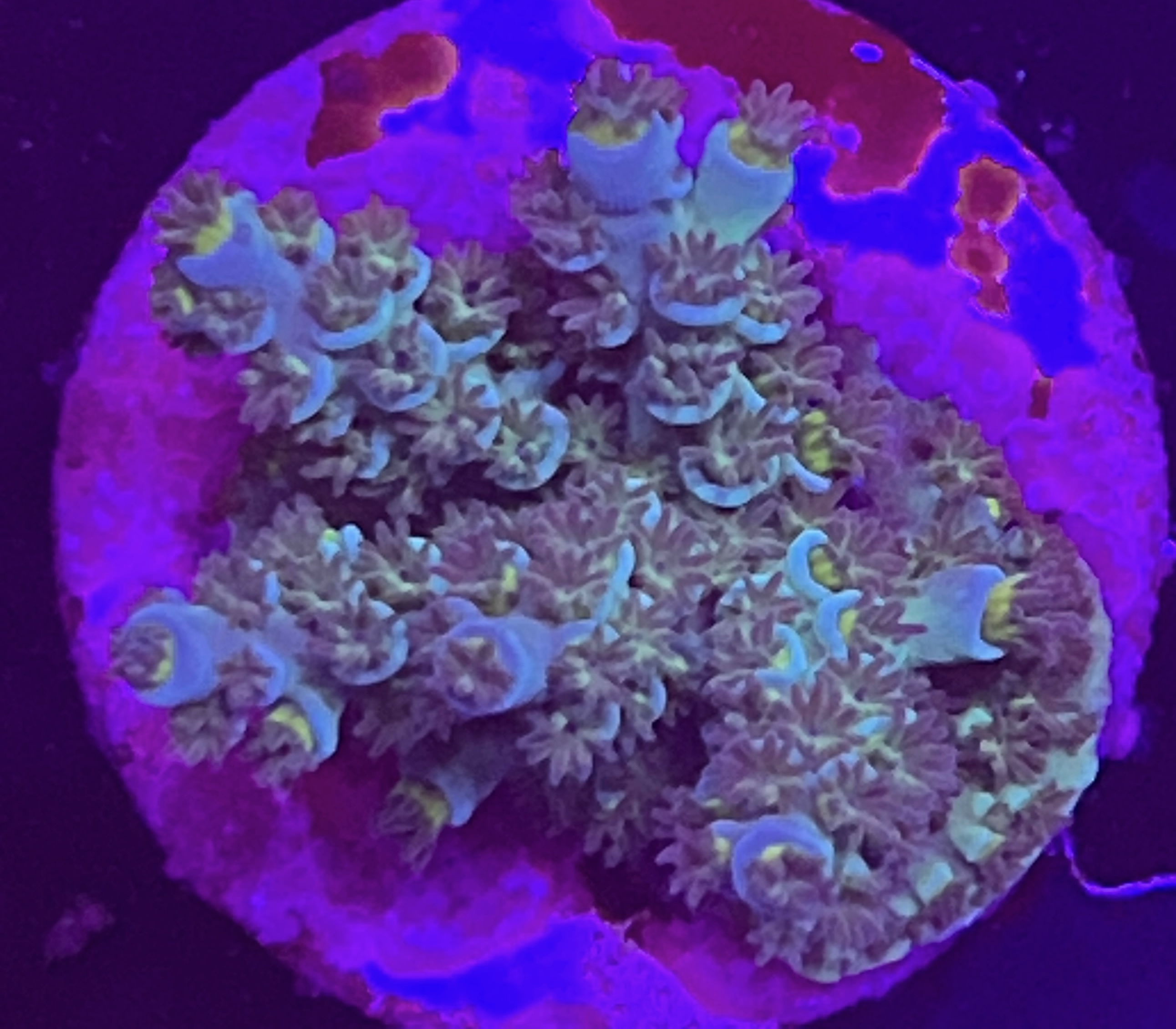 FMC Acropora kenti SciReef Grade 1