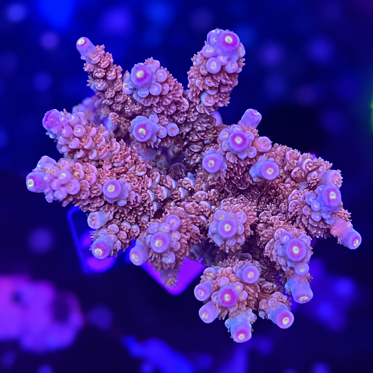 FMC Acropora tenuis