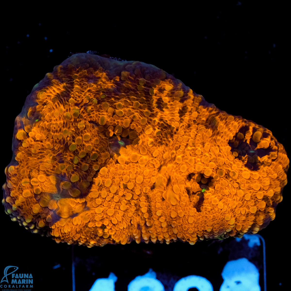 FMC Acanthastrea echinata Goldnugget grafted FMC Acanthastrea echinata Goldnugget grafted