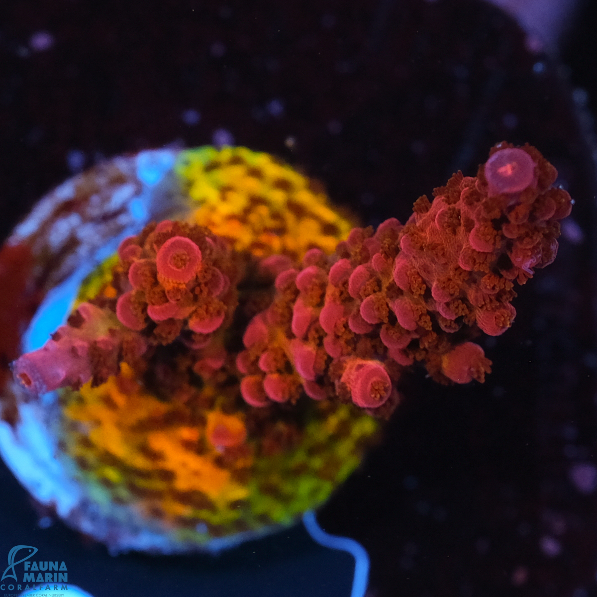 FMC Acropora PC Rainbow V